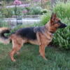 German Shepherd female 2 yrs old full AKC reg