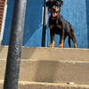 Akc male Rottweiler