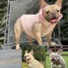 QUALITY FRENCHIES Adult female Isabella producer