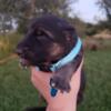 German shepherds akc puppies