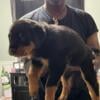 Male rottweiler puppy for sale!