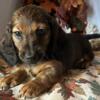 RTG! Registered Miniature Dachshund (Hera)