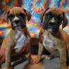 Boxer  puppies available