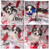 Shih tzu puppies