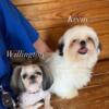 WILLINGTON SWEET SHIH TZU BOY