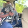 Great Dane 4 Months Male huge already