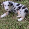 4 month old female, Australian Shepherd