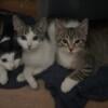 6 Month old kittens need homes!