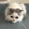 PERSIAN KITTEN price reduced