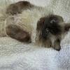Chocolate Point Male Ragdoll Proven Breeder ( very loving and friendly )