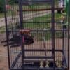 Parakeets and diff size bird cages