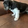 Toy Australian Shepherd ASDR puppies