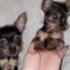 Yorkie female pups 500