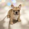 French bulldog puppies