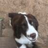 AKC English Springer Spaniel