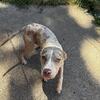 Merl Puppy Pitbulls For Sale