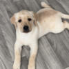 LABRADOR PUPPIES FOR SALE - AKC - 9 WEEKS OLD