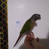 Normal Green Cheek Conure's