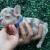 Adorable French Bulldog Puppies (AKC) Available!