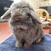 holland lop buck