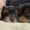 YORKIE PUPPIES FOR SALE!