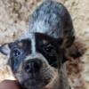 BLUE HEELER FEMALE PUP REDUCED PRICE THIS WEEKEND ONLY