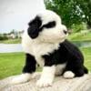 Sheepadoodle/ White Collar Male