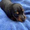 Little Legs. Big Adventures. ❤️🐾 Miniature Dachshunds