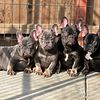 Female French Bulldogs