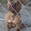 Pitbull terrier