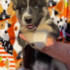 Akc Female Siberian Husky Puppy