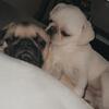 2 pugs
