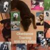 Affordable dog obedience