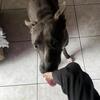 Pitbull Husky For Sale