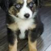 Toy Australian Shepherd Little Bear -TEACUP tiny black tri male with blue eyes. Could hold for Christmas.