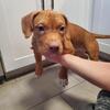 PRICE REDUCED Female American Bully puppy