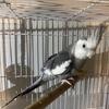 Cockatiel 