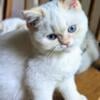 TICA British Shorthair red point boy blue eyes