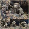 AKC Chocolate Lab Puppies