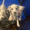 Dalmatian puppies 2 females left