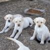 Purebred English Labrador puppies
