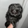 FRENCHIE/Shit Tzu Puppies