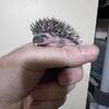 Baby Hedgehogs