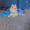 New Pomsky