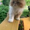 Exotic longhair Male Kitten