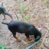 Doberman Pinscher Puppies