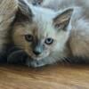 Ragdoll cross kittens