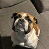 Female bulldog