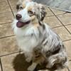 Miniature Australian Shepherd