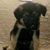 AKC registered German shepherd puppies